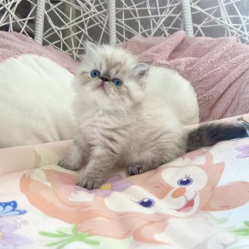 エキゾチックロングヘア【千葉県・女の子・2024年2月6日・シールリンクスポイント（ふわふわ）】の写真「親猫外産 きれいブルー目 めちゃめちゃ可愛いお姫様」